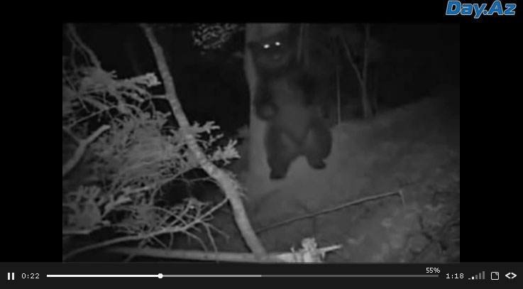 Минута позитива: чем занимается медведь ночью в лесу - ВИДЕО