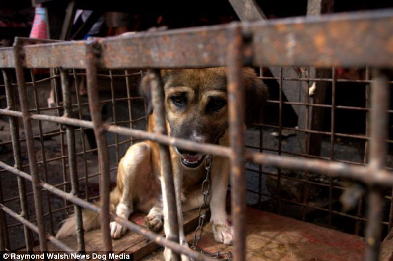 Caged animals. Собачий рынок в Африке. Рынок собак в Китае, и других..