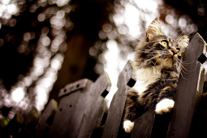 Самые красивые кошки в мире - ФОТОСЕССИЯ