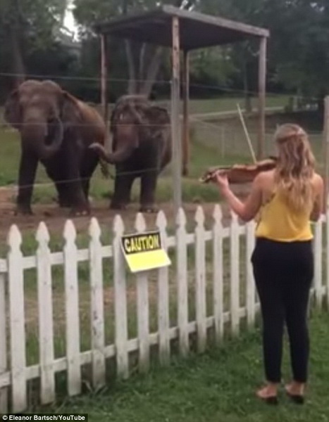 Слоны станцевали под музыку Баха - ФОТО - ВИДЕО