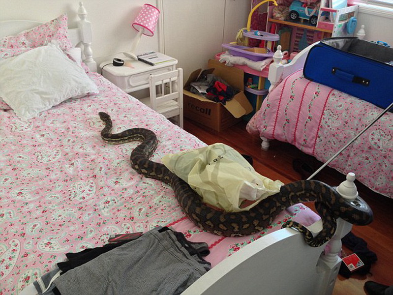 Проснулись ли змеи. Змея в доме. Змеи в квартире. Австралия змеи в домах.