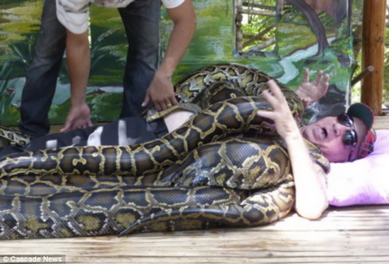 Лечение питонами: 250-килограммовые змеи "окутали" тело мужчины - ФОТО