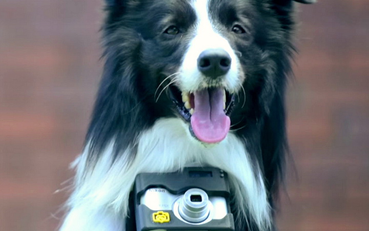 Что снял первый в мире пес-фотограф? - ФОТОСЕССИЯ