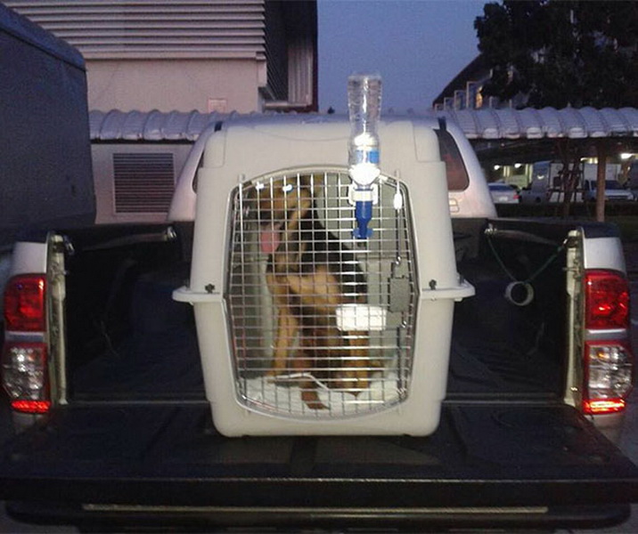 Трогательная история спасения парализованного щенка Лео - ФОТО