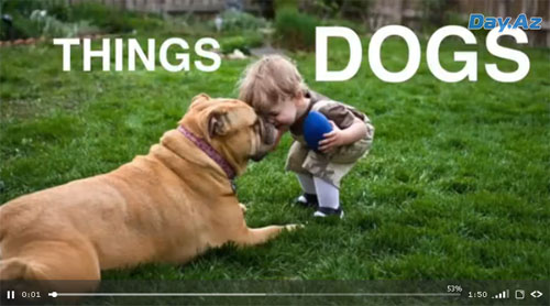 Забавные и трогательные кадры про собак - ВИДЕО
