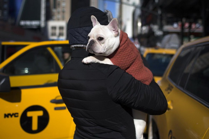 В Нью-Йорке выбрали лучшую собаку - ФОТОСЕССИЯ