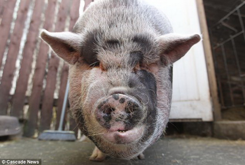 Кабан боров хряк свинья. Свинья хряк поросенок кабан. Свиньи. Он же боров он же хряк 4. Кабан боров хряк свинья.