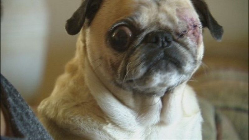 Ветеринар изуродовал собаку без ведома хозяйки - ФОТО