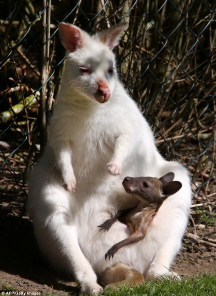 Белый кенгуру - редчайшее животное дикой природы - ФОТО