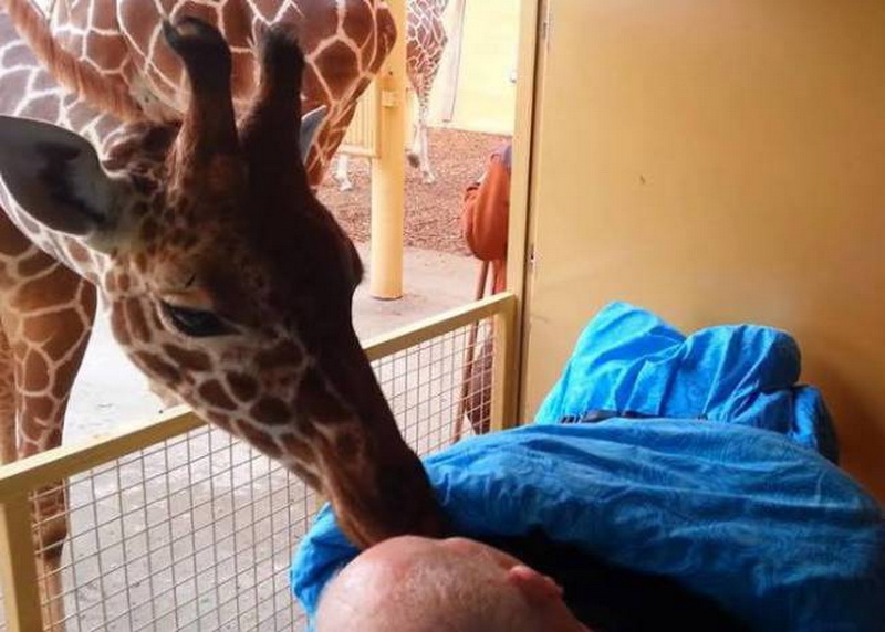 Трогательный момент: жираф прощается со своим другом - ФОТО