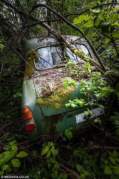 Необычное кладбище заброшенных авто в Швеции – ФОТО