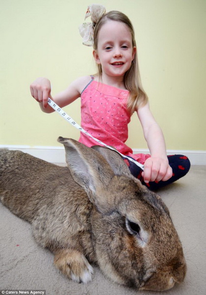 Гигантский кролик-рекордсмен весом более 22 кг - ФОТО