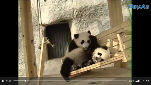 Забавные панды развлекаются на площадке - ВИДЕО