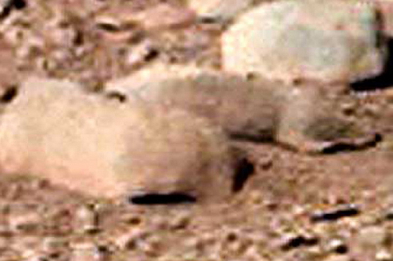 Марсианский зоопарк пополнился новым видом – ФОТО