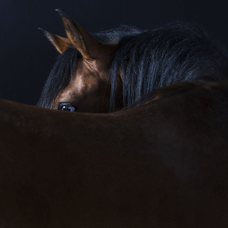 Все как у людей: фотограф делает настоящие портреты животных - ФОТО