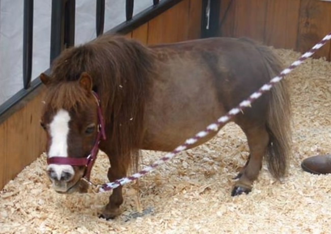 Самая маленькая лошадь в мире помогает больным детям - ФОТОСЕССИЯ