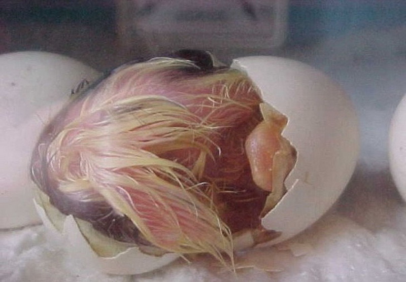 Фото развития цыпленка. Куриное яйцо с цыпленком. Цыпленок вылупляется из яйца. Рождение цыпленка из яйца. Рождение цыпленка из яйца для детей.