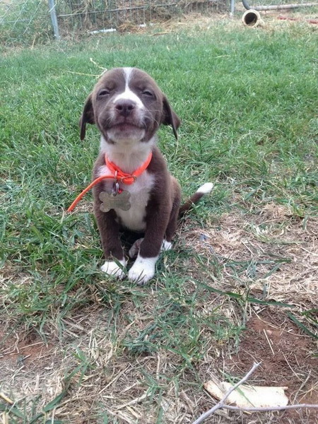 30 фото щенков, которые сделают ваш день счастливее - ФОТОСЕССИЯ