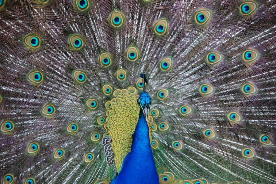 Топ-10 самых красивых птиц в мире - ФОТО