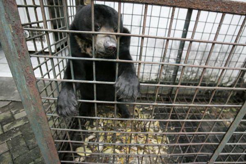Не для слабонервных: зоопарк, который является адом животных - ФОТО
