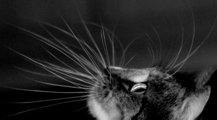 10 самых глупых мифов о кошках - ФОТО