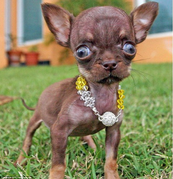 В Книге Гиннесса появилась самая маленькая собака - ФОТО