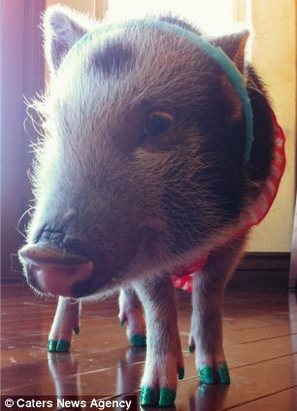 Эта стильная свинюшка стала сенсацией Интернета - ФОТО
