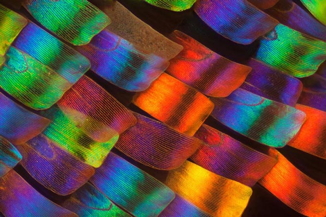 Удивительные макрофотографии крыльев бабочек - ФОТОСЕССИЯ