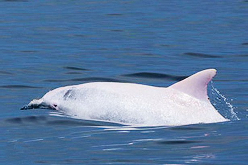 Редчайший в мире дельфин замечен в Средиземном море - ФОТО