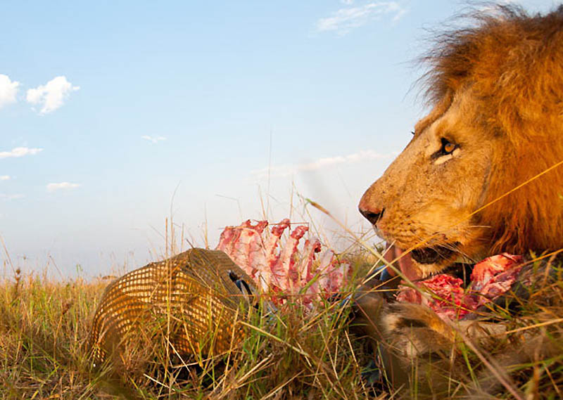 Мясо львов едят