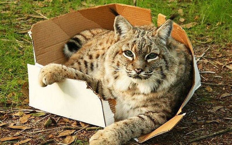 Большие котики тоже любят коробки - ФОТОСЕССИЯ