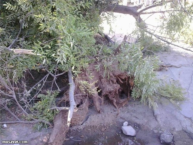 Sumqayıtda görünməmiş ağac terroru - FOTO