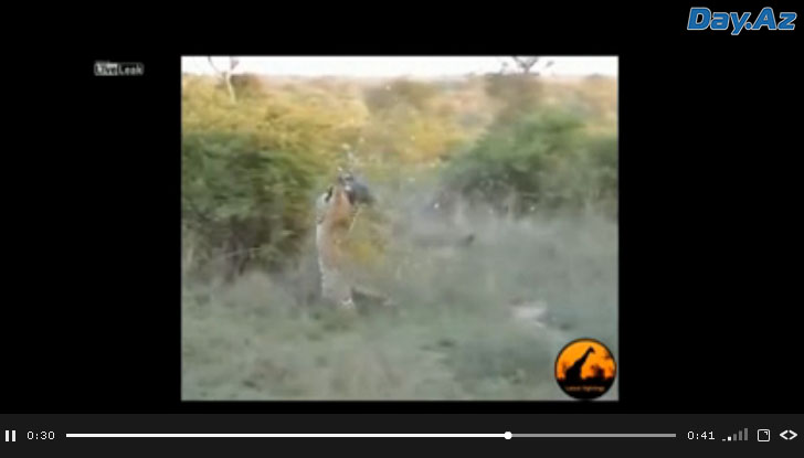 Фантастический прыжок: леопард поймал птицу в воздухе - ВИДЕО