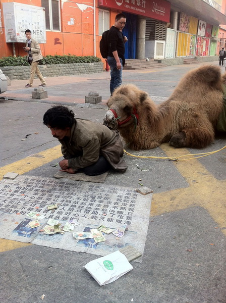 Китайские попрошайки отрезают верблюдам ноги ради милостыни - ФОТО