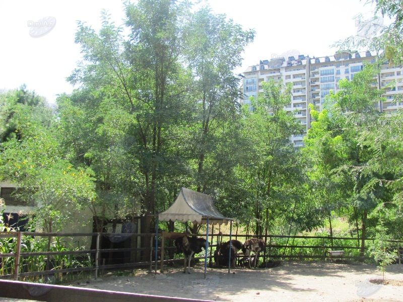 За год до трагедии: каким был прекрасный Тбилисский зоопарк - ФОТО