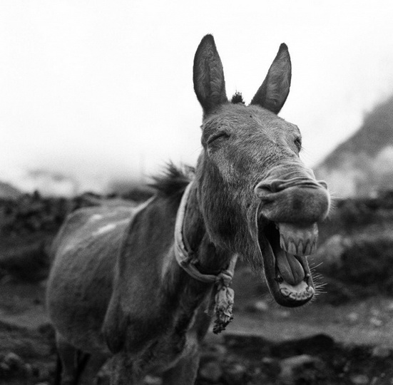 25 лучших фотографий National Geographic 2015 - ФОТОСЕССИЯ