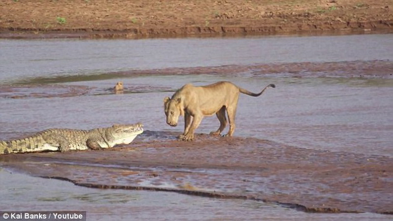 Крокодил vs львы: сумасшедшая битва диких животных - ФОТО - ВИДЕО