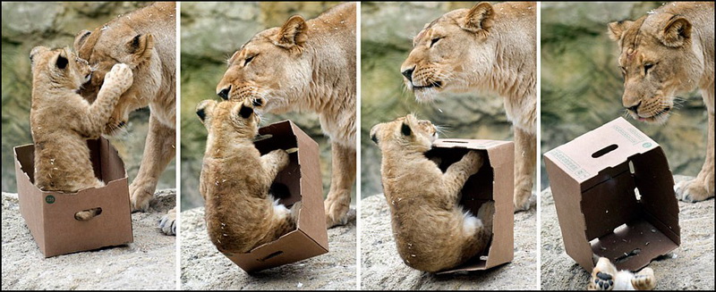 Большие котики тоже любят коробки - ФОТОСЕССИЯ