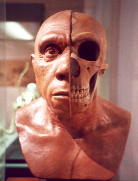 Как Homo sapiens "съели" неандертальцев - ФОТО