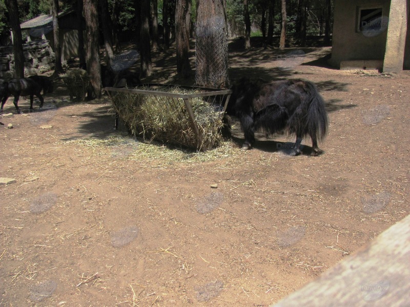 За год до трагедии: каким был прекрасный Тбилисский зоопарк - ФОТО