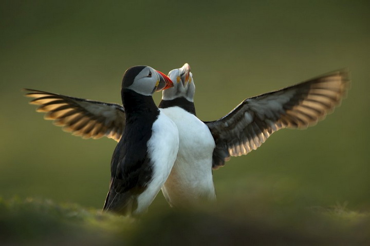 Победители британского конкурса фотографий дикой природы - ФОТОСЕССИЯ