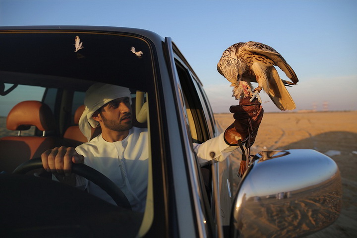 Хобби богачей: соколиная охота в Арабских Эмиратах - ФОТОСЕССИЯ