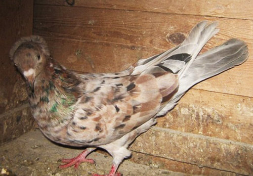 Уникальные голуби - "бакинцы": интересные факты - ФОТО