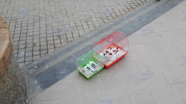 Как мошенники издеваются над животными в центре Баку - ФОТО