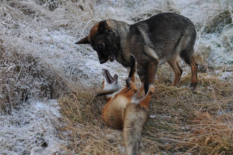 Удивительный случай: лиса подружилась с охотничьим псом - ФОТОСЕССИЯ