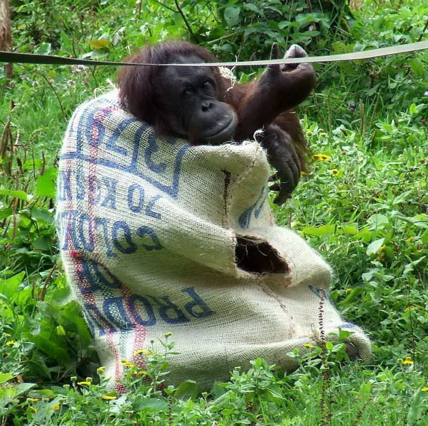 Самка орангутанга из зоопарка сама сделала себе “платье” - ФОТОСЕССИЯ