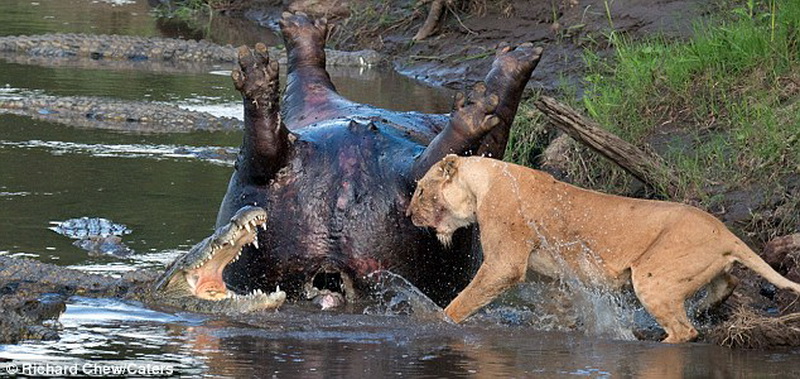 Крокодил и лев сражаются за тело мертвого гиппопотама - ФОТО