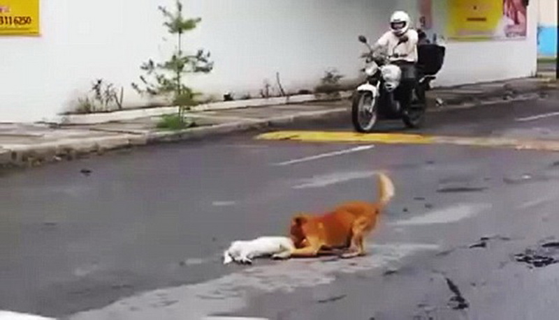 Душераздирающая сцена: пес пытается "оживить" умершего друга - ФОТО - ВИДЕО