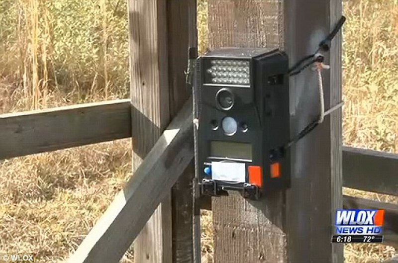 Скрытая камера в лесу Миссисипи засняла НЛО - ФОТО