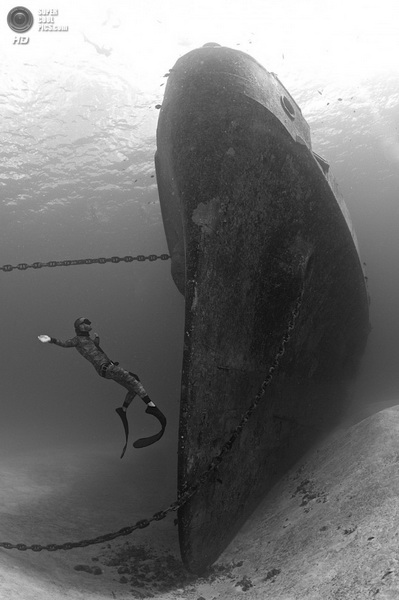 Победители конкурса подводной фотографии 2014 года - ФОТОСЕССИЯ